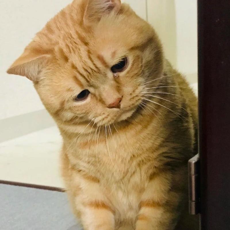 mèo vô tri tạo cảm giác hài nhẹ