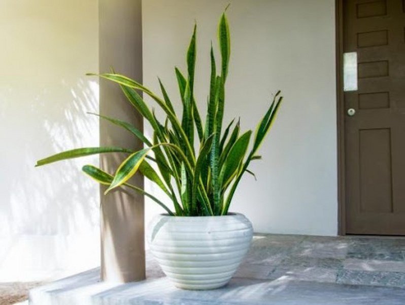 Một chậu cây lưỡi hổ được đặt trong nhà, mang lại may mắn và tài lộc