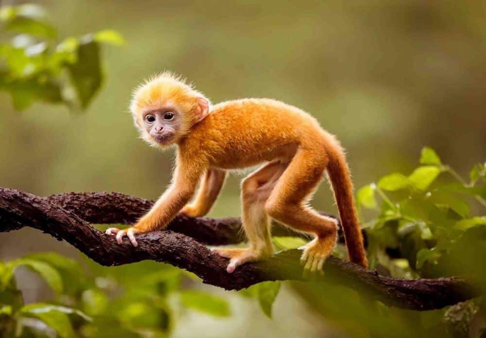 Người tuổi Canh Thân sinh năm 1980 với tính cách năng động, nhanh nhẹn