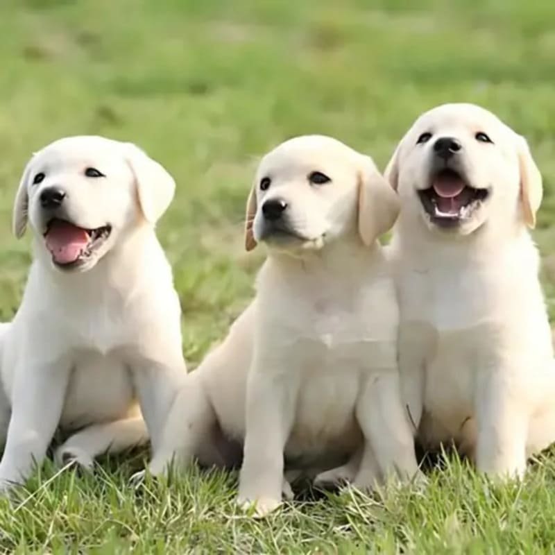 nhiều quan niệm dân gian thường đặt ra câu hỏi chó nhà đẻ 3 con tốt hay xấu