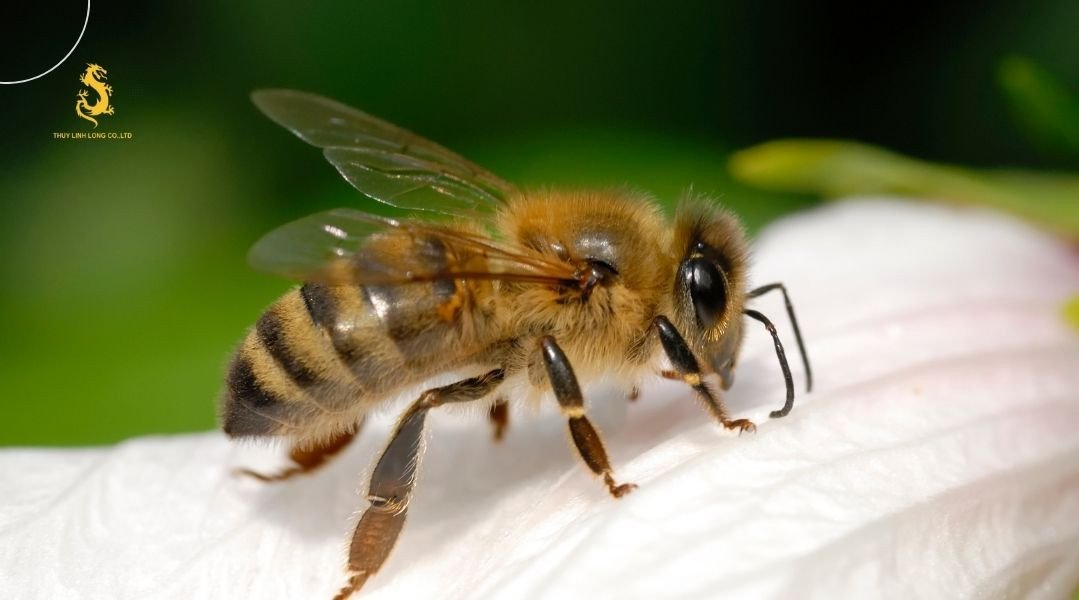 Ong mật làm tổ trên cành cây khô