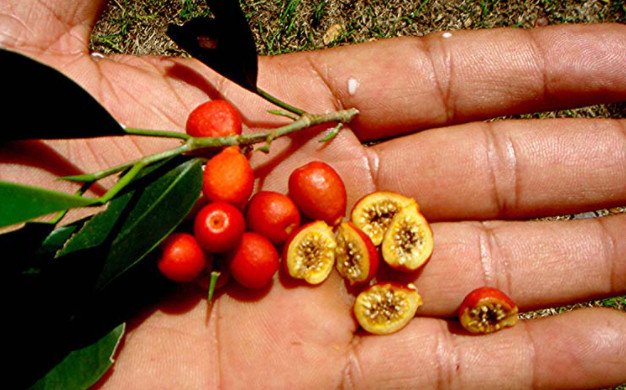 Quả cây si non màu xanh tươi trên cành cây