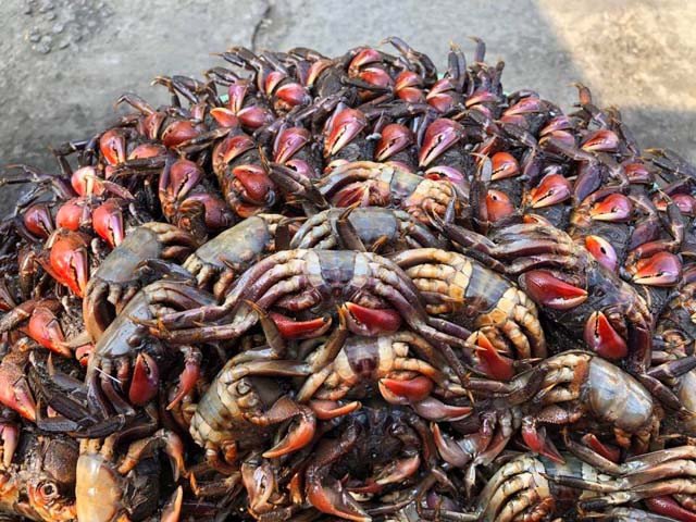 Quy trình muối ba khía Rạch Gốc Cà Mau để bảo quản và tạo hương vị đặc trưng