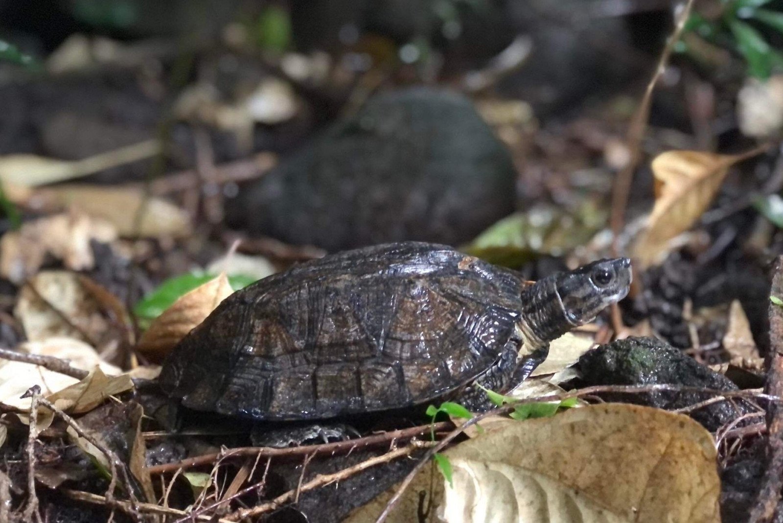 Rùa cạn đang bò trong vườn, đặt ra câu hỏi về ý nghĩa tâm linh khi rùa vào nhà