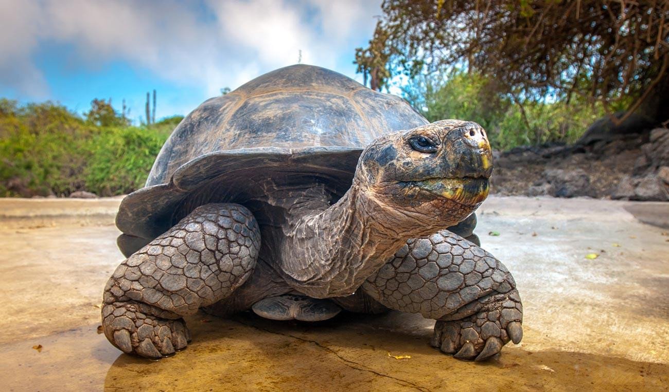 Rùa khổng lồ Galapagos ung dung di chuyển trên nền đất đá núi lửa.