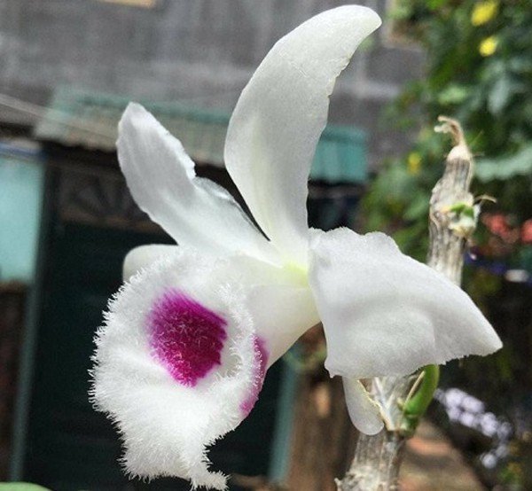 Thị trường lan đột biến sôi động với các giao dịch giá cao