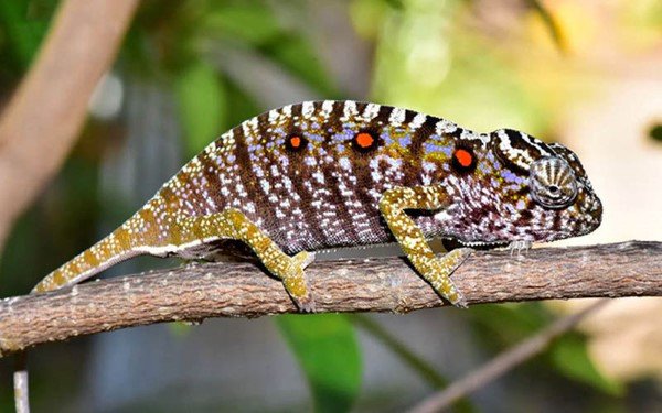 Tìm hiểu về việc tắc kè vào nhà là tốt hay xấu trong quan niệm dân gian và khoa học