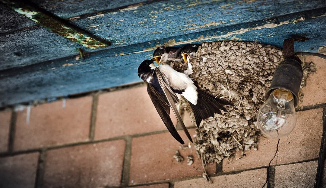 Tổ chim trên cây trước nhà mang ý nghĩa phong thủy sâu sắc