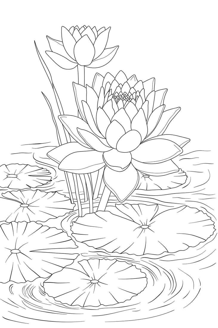 tô màu hoa sen đẹp mềm mại tinh khôi