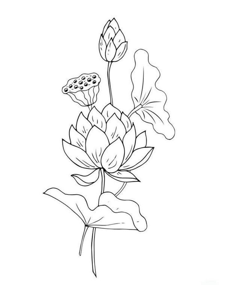 tô màu hoa sen đẹp nhẹ nhàng tinh tế