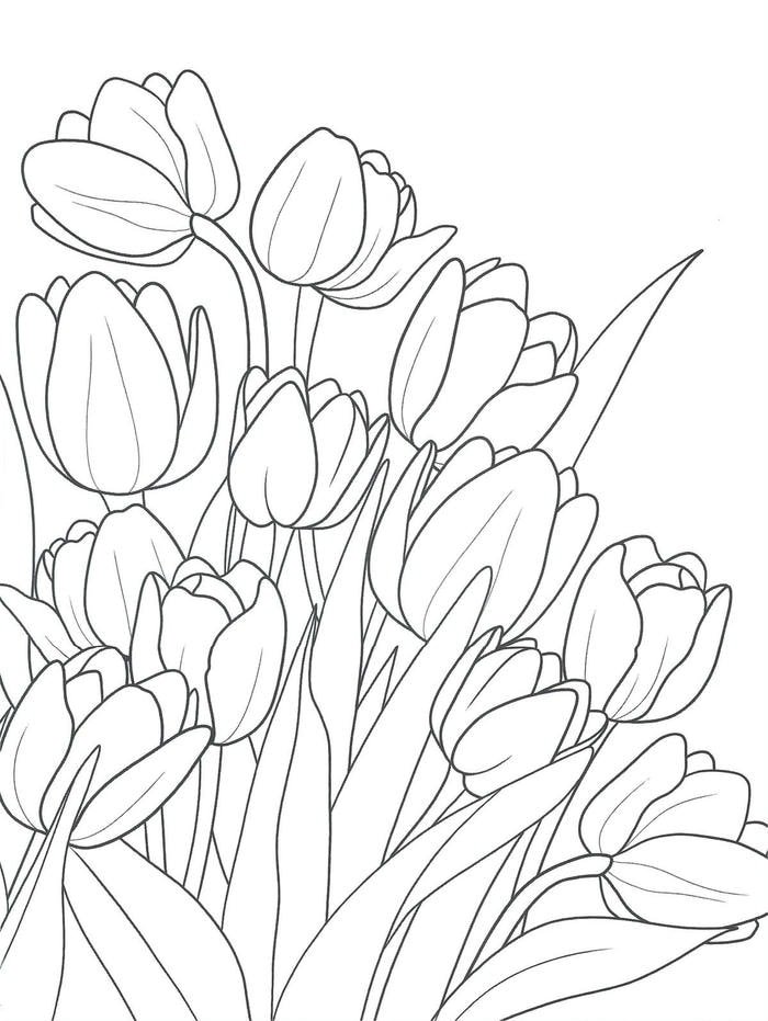 tô màu tulip đơn giản dễ tô