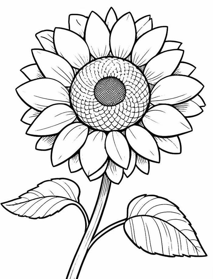 tranh tô màu hướng dương tươi sáng