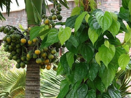 Trầu cau Hóc Môn Bà Điểm, sản vật truyền thống Việt Nam