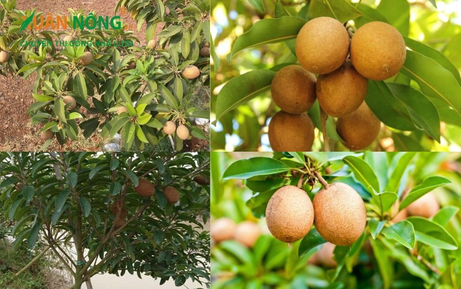 Vẻ đẹp thẩm mỹ của cây hồng xiêm trước ngôi nhà